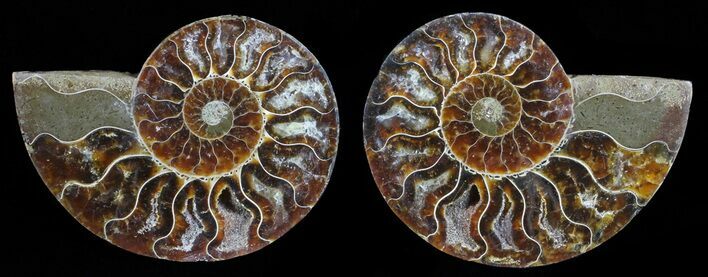 Polished Ammonite Pair - Agatized #59465